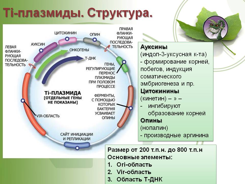 Короткая ссылка на кракен